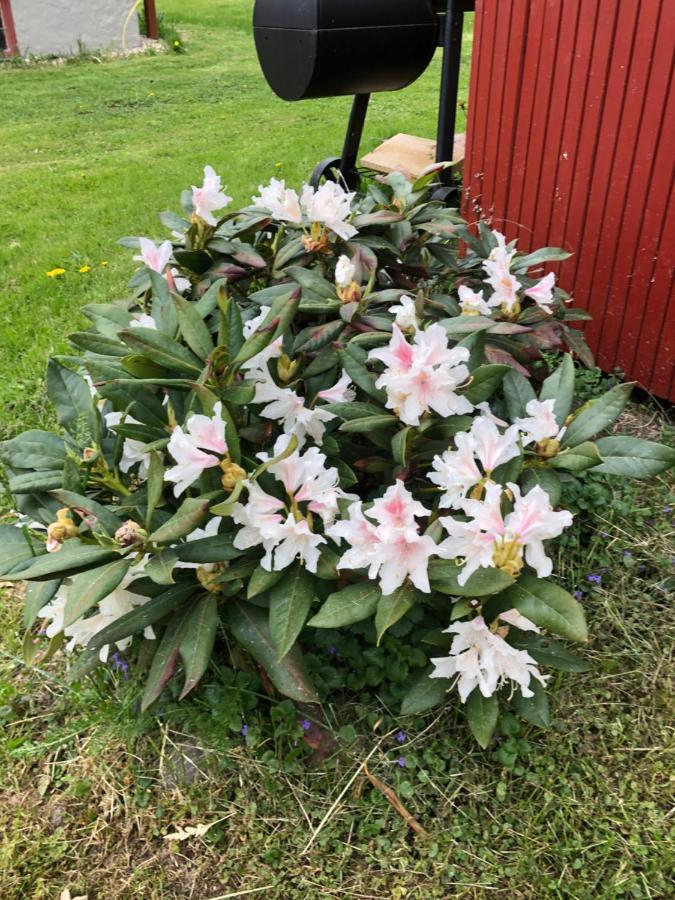 Mysigt Boende I Raettvik Med Utsikt Oever Siljan Exterior foto